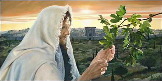 jesus-curses-fig-tree   FIG TREE 3