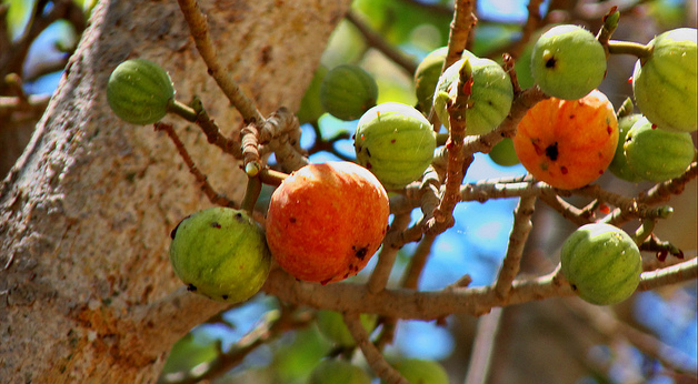 fig_tree 2