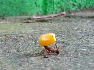 a ant corn